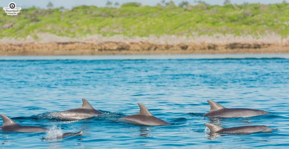 Zanzibar: Day Mnemba, Dolphin, Stone town tour with transfer
