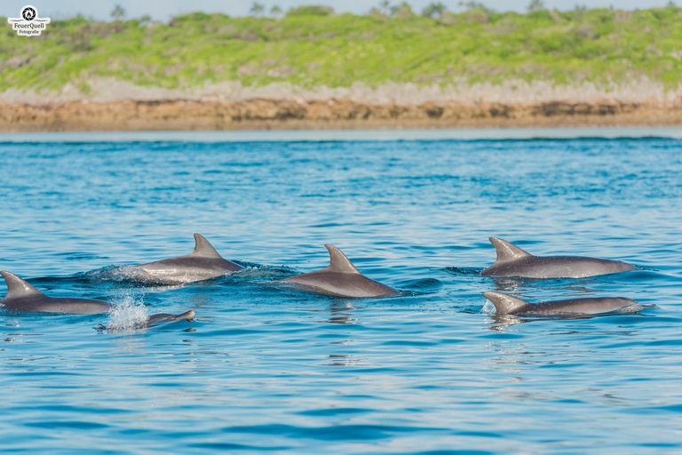 Nungwi/Kendwa: Mnemba Island Dolphin &amp; Snorkeling Tour en barcoTraslado desde Kendwa o desde Nungwi