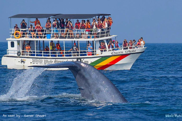 Mirissa: Whale Watching Tour