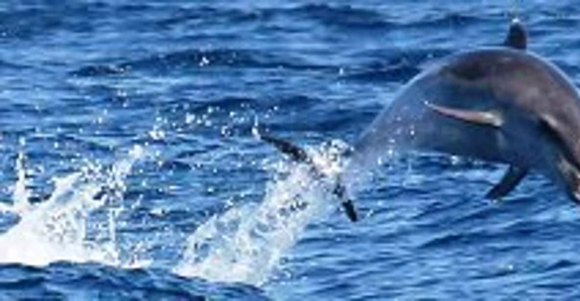 Newport Beach: 2-Hour Whale Watching Tour