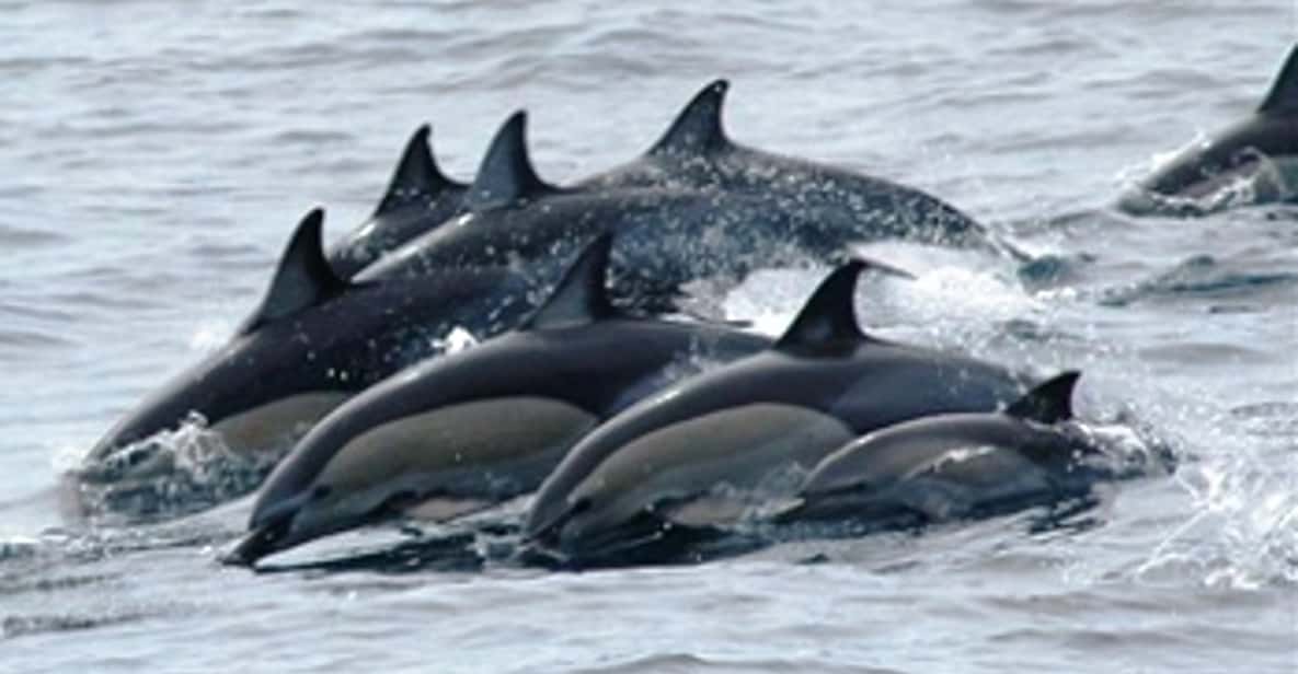 Newport Beach: 2-Hour Whale Watching Tour