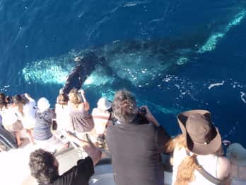 Newport Beach: 2-stündige Whale Watching Tour Newport Beach: 2-stündige Whale Watching Tour