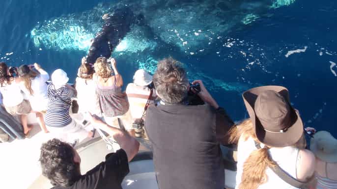 newport beach 2hour whale watching tour