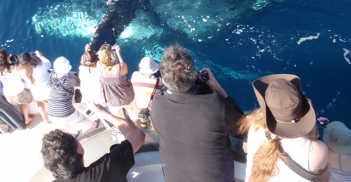 Newport Beach: 2-Hour Whale Watching Tour
