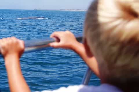 Newport Beach: 2-Hour Whale Watching Tour