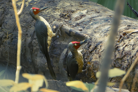 North Sulawesi, Bitung: Tangkoko Wildlife Adventure North Sulawesi, Bitung: Tangkoko Wildlife Cruise Excursion