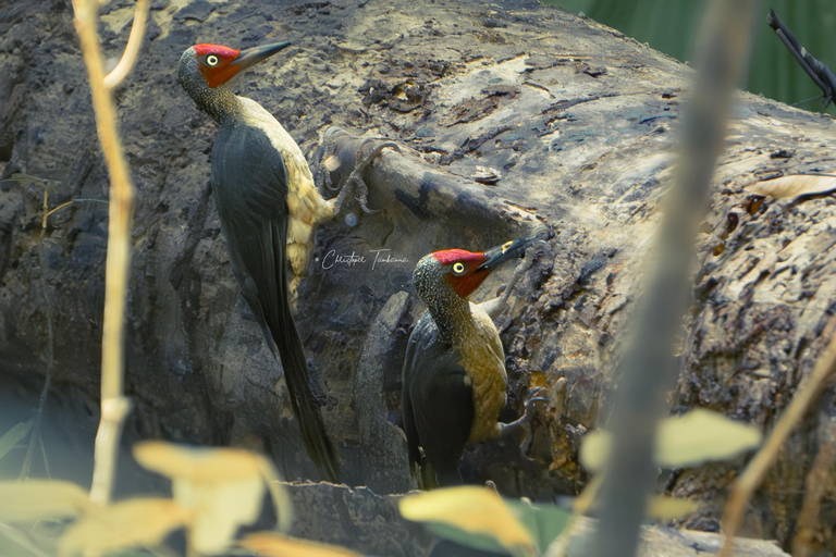 North Sulawesi, Bitung: Tangkoko Wildlife Adventure North Sulawesi, Bitung: Tangkoko Wildlife Cruise Excursion