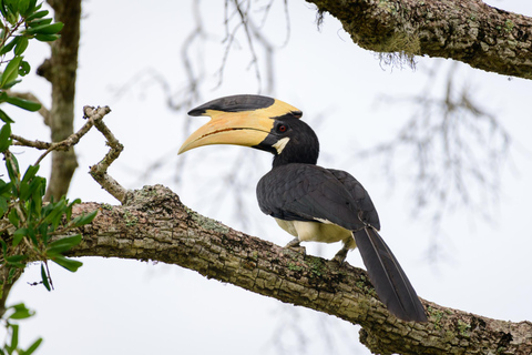 Desde Galle/weligama/Mirissa : safari por Yala y excursión al Parque de las Aves