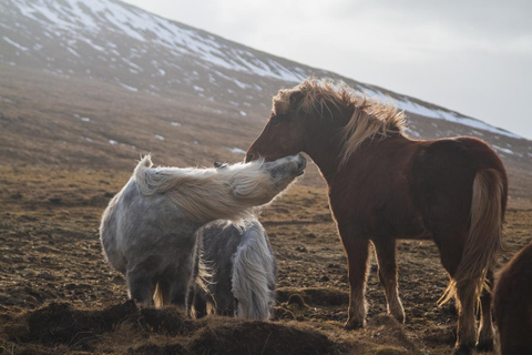 Reykjavik: Icelandic Horse Ride in Lava Fields – All Levels