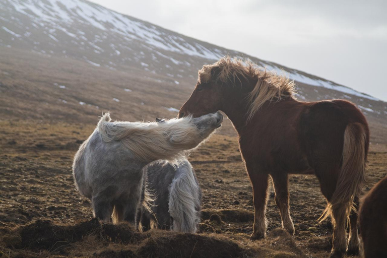 Reykjavik: Icelandic Horse Ride in Lava Fields – All Levels