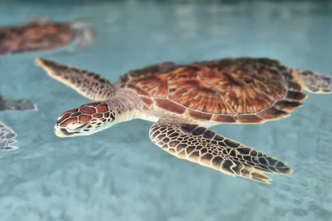 Zanzibar: Kizimkazi delfintur och havssköldpaddsreservatAlternativ med upphämtning på södra delen av Zanzibar