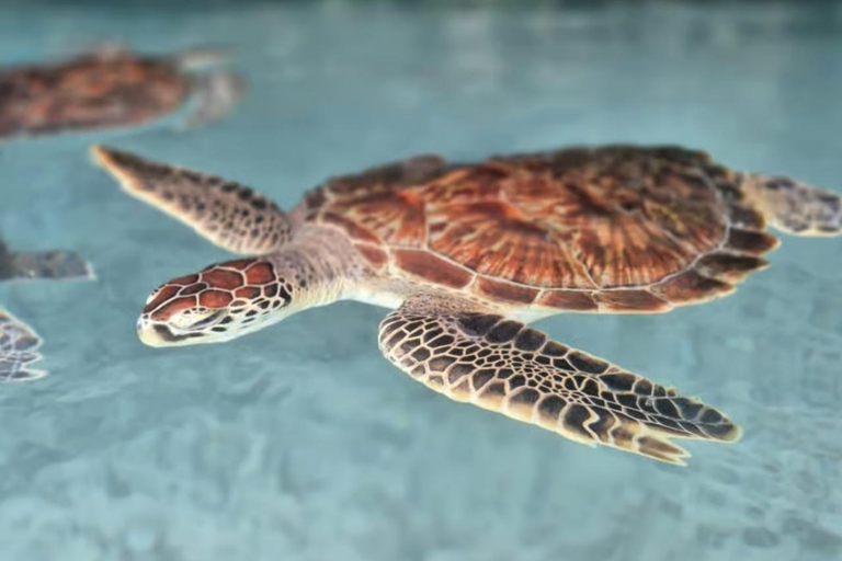 Zanzibar: Kizimkazi delfintur och havssköldpaddsreservatAlternativ med upphämtning på södra delen av Zanzibar