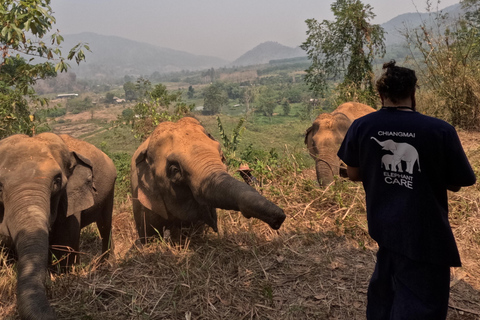 Programme de soins aux éléphants et chutes d&#039;eau collantes en vedetteJournée complète de soins aux éléphants et chute d&#039;eau collante (Programme B)