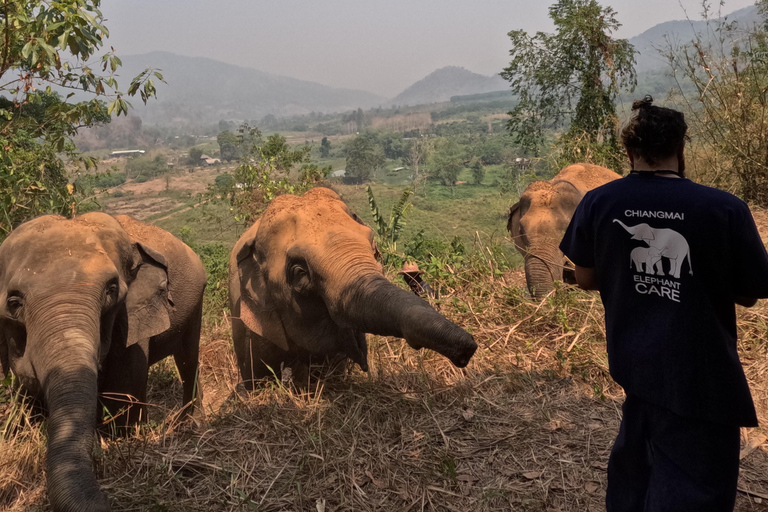 Programme de soins aux éléphants et chutes d&#039;eau collantes en vedetteJournée complète de soins aux éléphants et chute d&#039;eau collante (Programme B)