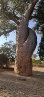 La belleza oeste de Madagascar, Tsingy y Baobab Trees - Housity