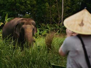 Koh Samui: Ethical Elephant Home Guided Tour with Transfers