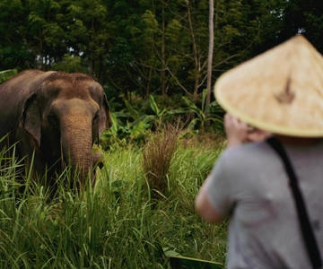 Koh Samui: Ethical Elephant Home Guided Tour with Transfers