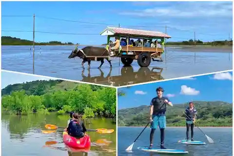 Iriomote: Mangrove SUP or Canoe and Yubujima sightseeing