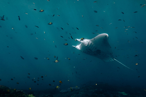From Bali: Private Half-Day Snorkeling Tour to Nusa Penida Half Day Private Boat Trip with Hotel Transfers