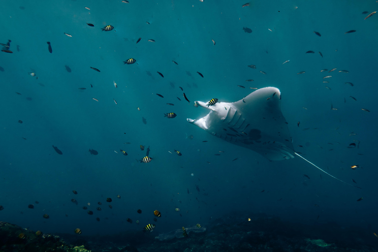 From Bali: Private Half-Day Snorkeling Tour to Nusa Penida Half Day Private Boat Trip with Hotel Transfers