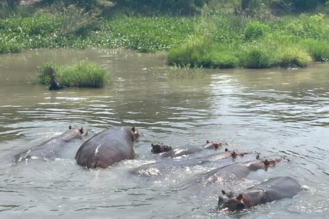 Uganda: 3-Day Murchison Falls & Kibale Chimpanzee Trekking