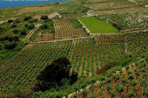 Private Full-Day Wine Tour from Dubrovnik to Peljesac