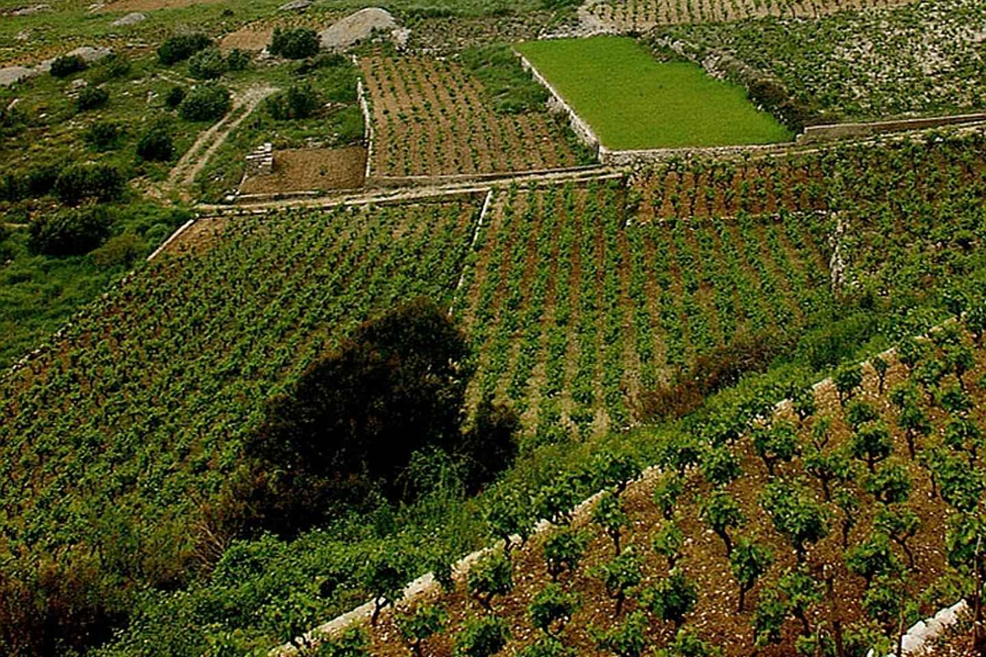 Private Full-Day Wine Tour from Dubrovnik to Peljesac