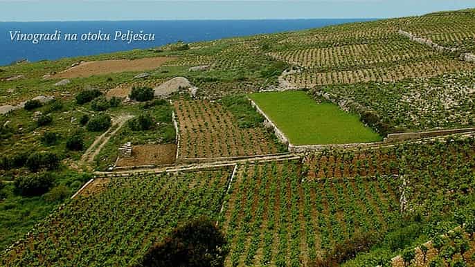 private fullday wine tour from dubrovnik to peljesac