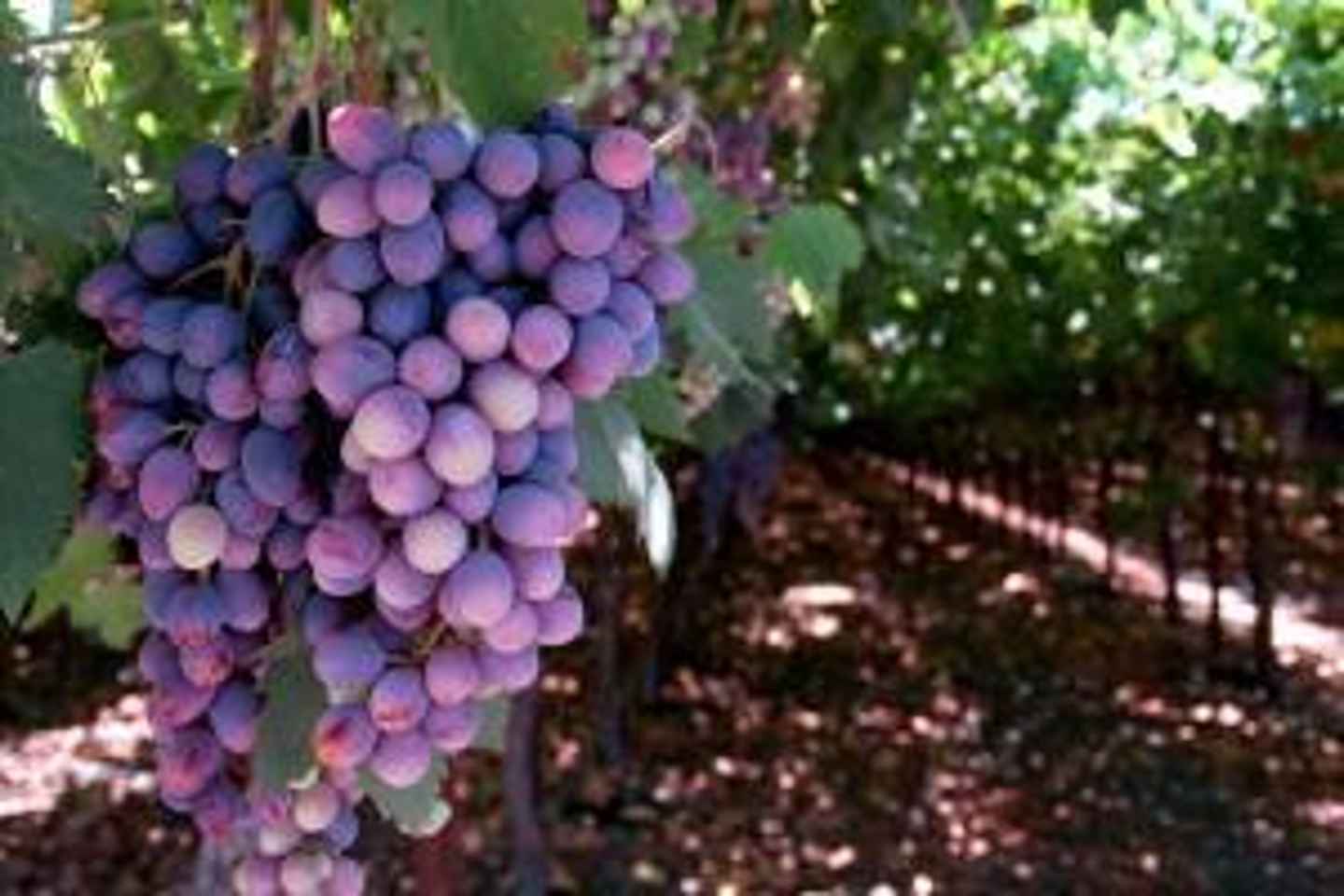 Private Full-Day Wine Tour from Dubrovnik to Peljesac