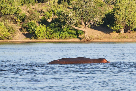 Chobe National Park Day Trip from Victoria Falls with Lunch