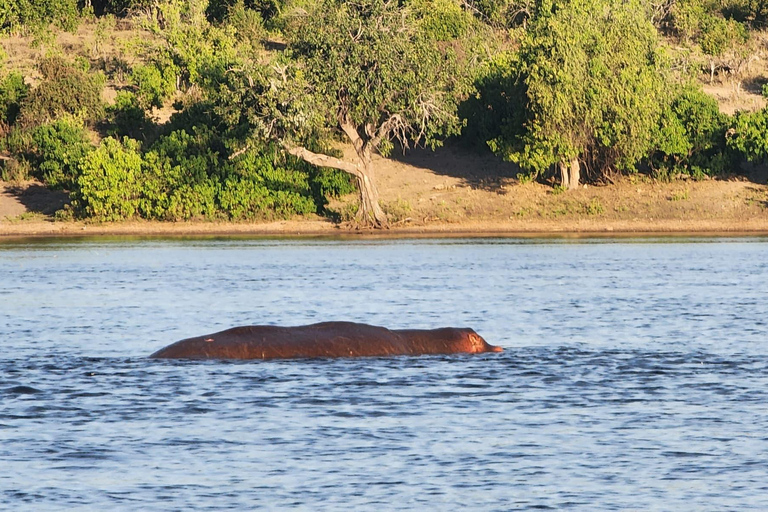 Chobe National Park Day Trip from Victoria Falls with Lunch
