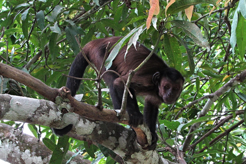 From Iquitos || Excursion to the Monkey Island Full Day ||