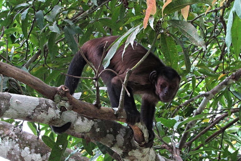 Da Iquitos || Escursione all&#039;Isola delle Scimmie di una giornata intera ||