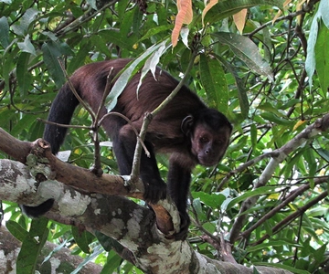 De Iquitos || Excursão à Ilha dos Macacos Dia inteiro ||