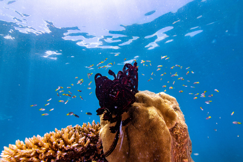 From Cairns: Frankland Islands Express Tour Express Tour with Lunchbox