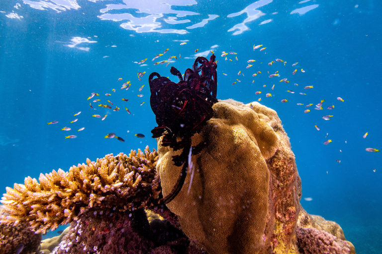From Cairns: Frankland Islands Express Tour Express Tour with Lunchbox