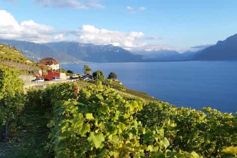 The BEST Valais Wine tasting winery tours 2025 FREE