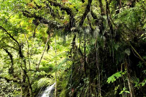 AOA Polynesian Forests - Journée Immersion Nature Tahiti