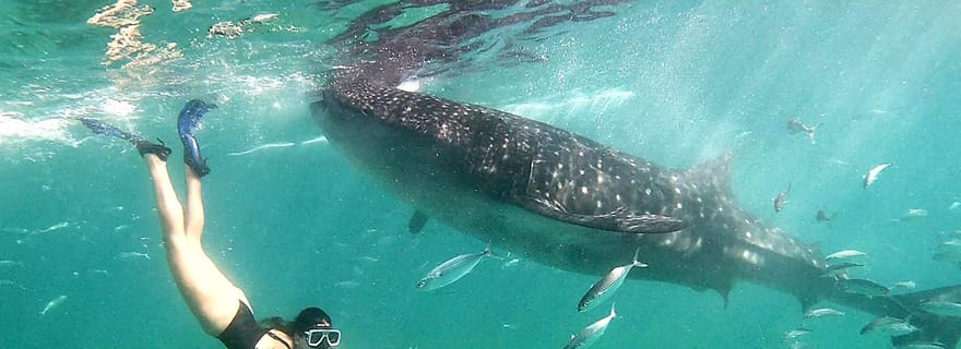 Cebu : nage avec les requins baleines à Oslob et canyoning aux chutes de Kawasan