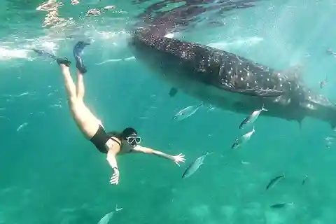 Whale Shark & Kawasan Canyoneering: Private & Joiner Tour