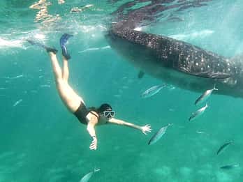 Walhai & Kawasan Canyoneering: Private & Joiner Tour