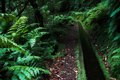 Madère : aventure à Levada do ReiMadère : journée de visite à pied dans la forêt Laurifère