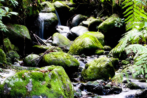 Madère : aventure à Levada do ReiMadère : journée de visite à pied dans la forêt Laurifère