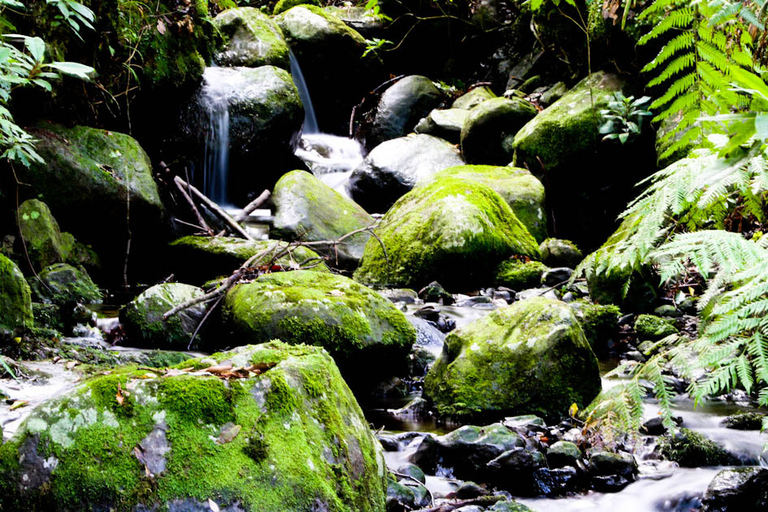 Madeira Adventure: Lewada do ReiMadera: całodniowa wycieczka piesza po lesie Laurisilva