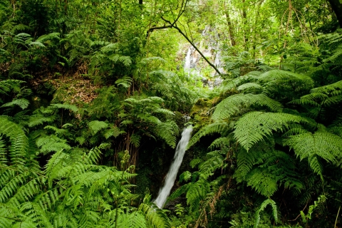 Madeira Adventure: Levada do Rei Madeira: Full-Day Walking Tour in the Laurisilva Forest