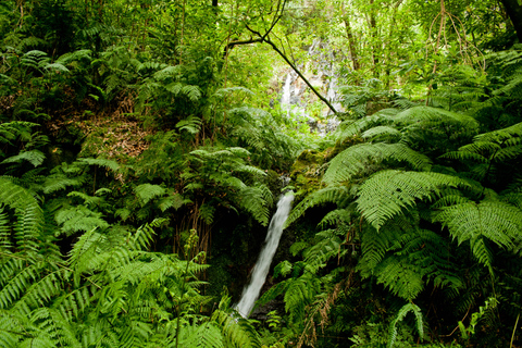 Madère : aventure à Levada do ReiMadère : journée de visite à pied dans la forêt Laurifère