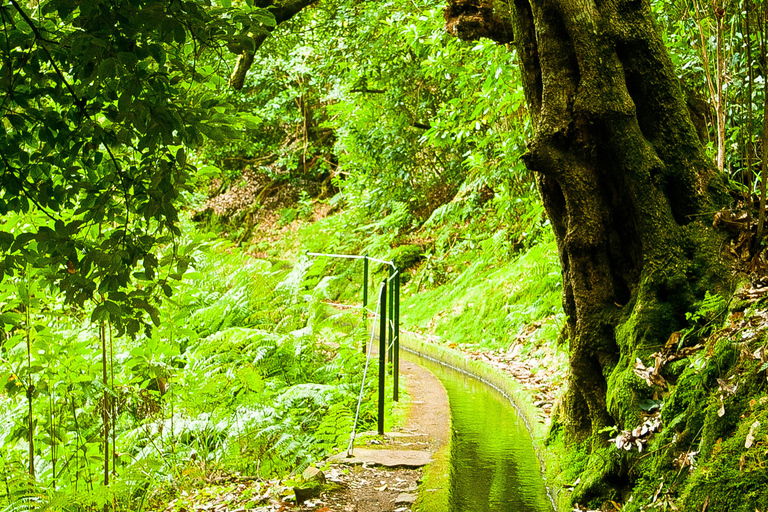 Madère : aventure à Levada do ReiMadère : journée de visite à pied dans la forêt Laurifère