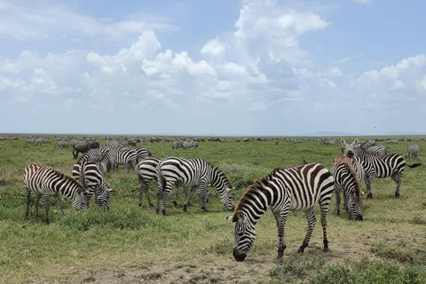 Arusha: Viagem de 1 dia ao Parque Nacional de Tarangire