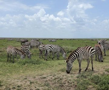 Arusha: Viagem de 1 dia ao Parque Nacional de Tarangire