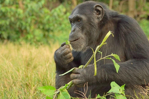 From Kampala: Ngamba Island Chimpanzee Sanctuary Tour From ENTEBBE: Ngamba Island Chimpanzee Sanctuary Tour